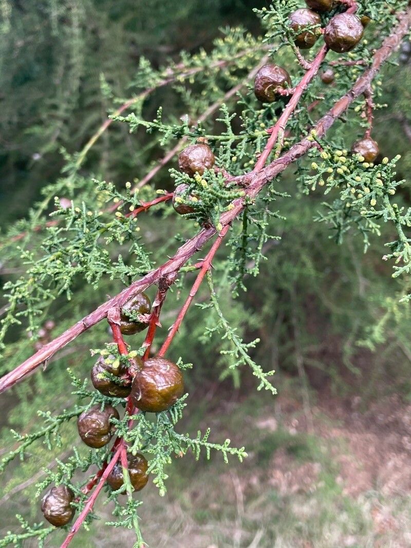 Cupressus goveniana leaf