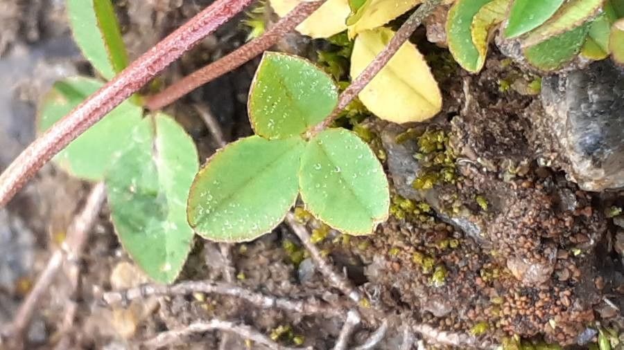 Trifolium pallescens — search result for 'Trifolium'