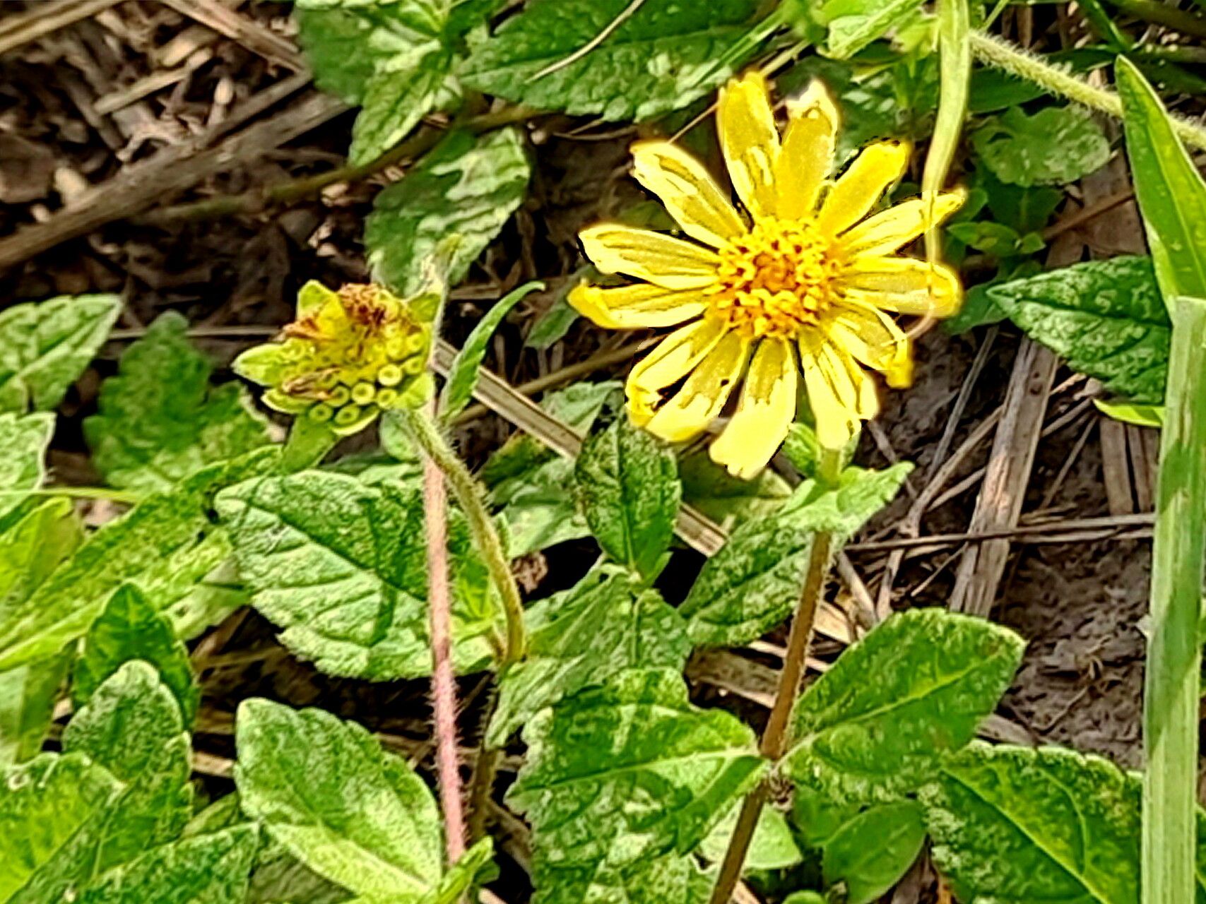 Sphagneticola brachycarpa — related species from the same genus