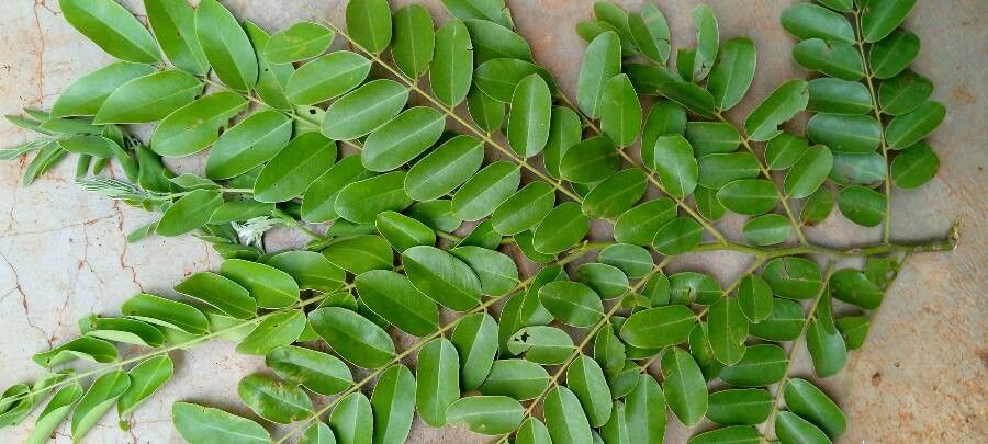 Guilandina bonduc leaf