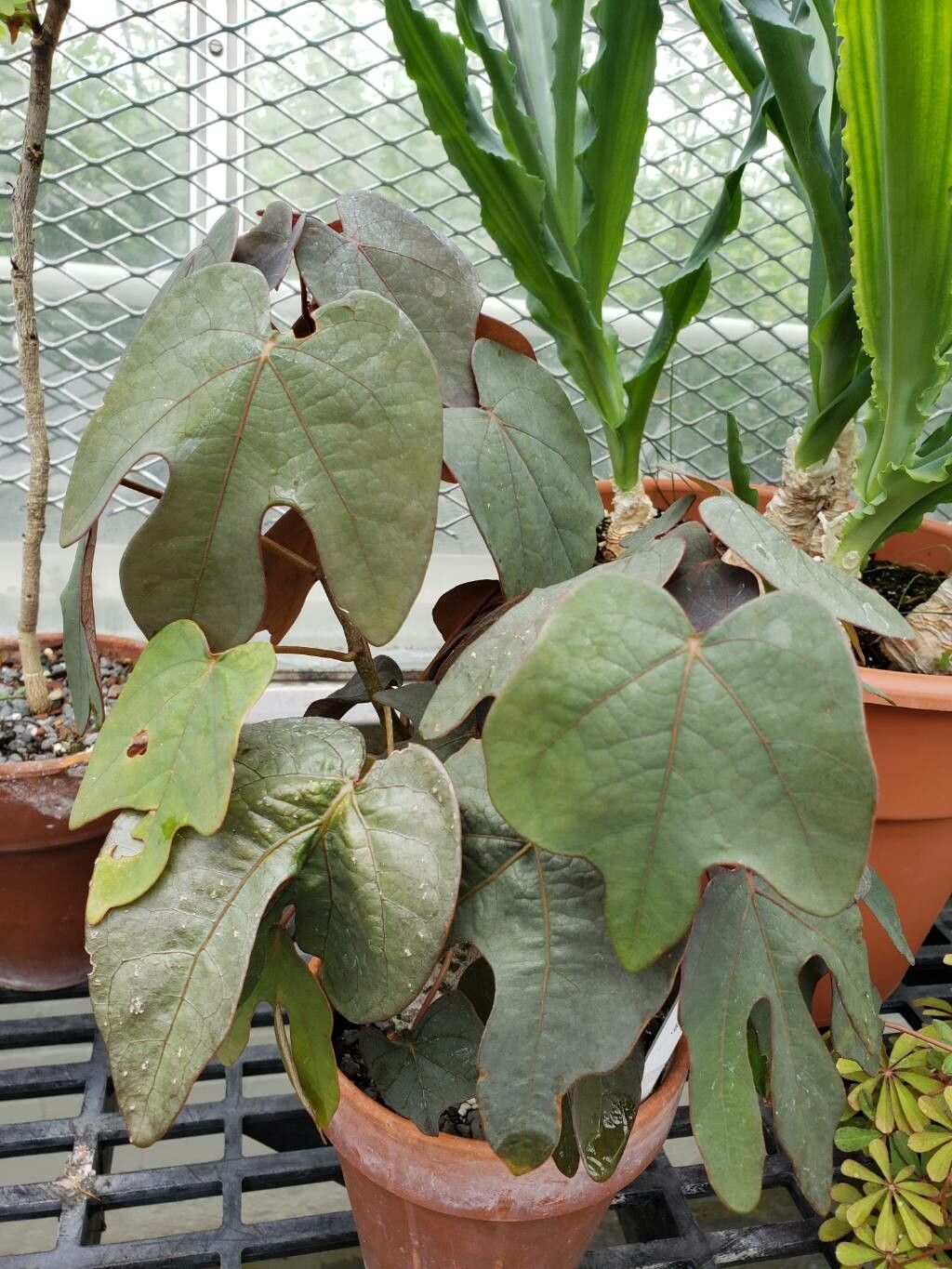 Adenia firingalavensis habit