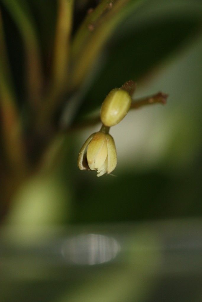 Elaeocarpus vaccinioides — houseplant care guide