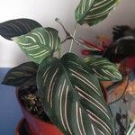 Calathea spp.