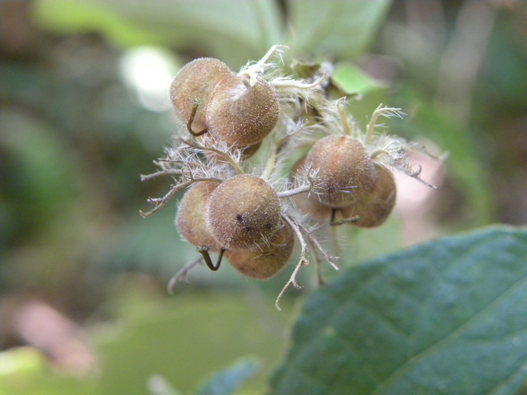 Dalechampia cissifolia fruit