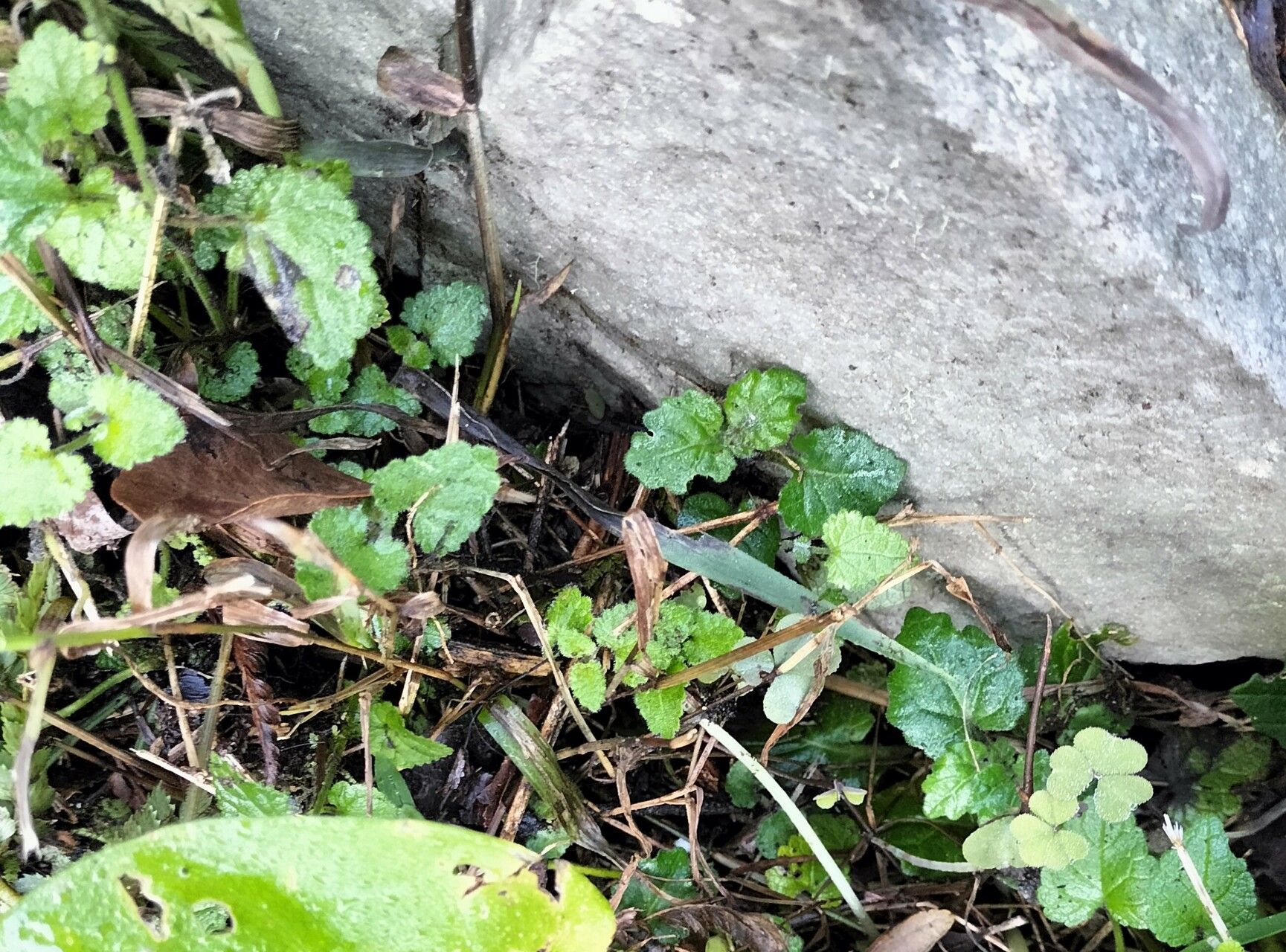 Acalypha decumbens — search result for 'Acalypha'