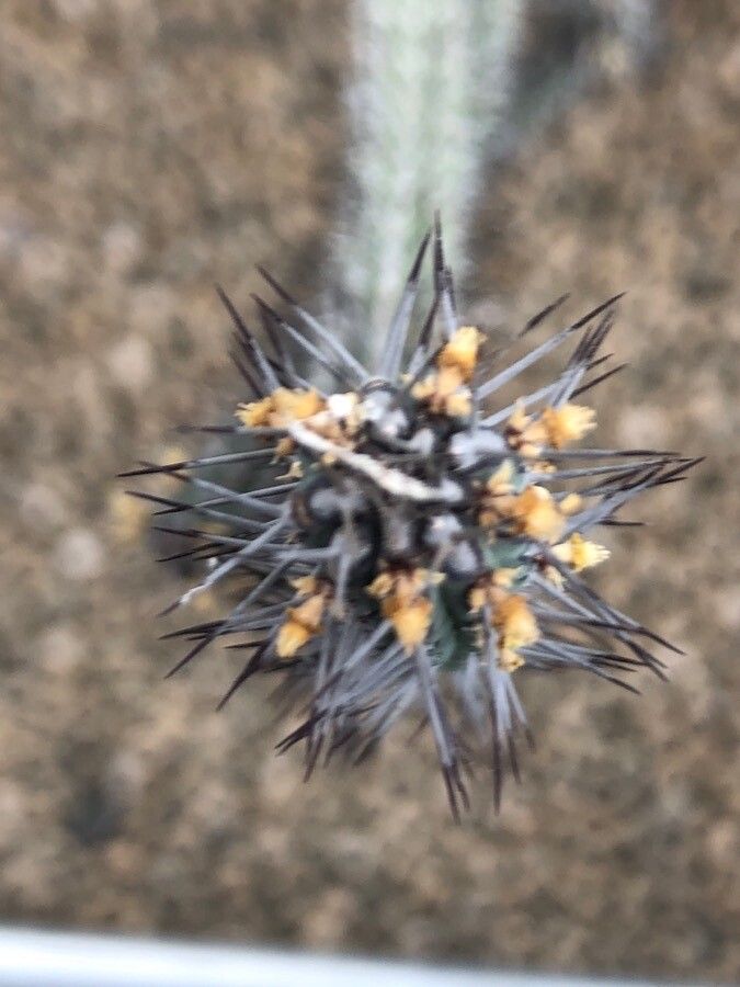 Euphorbia baioensis flower