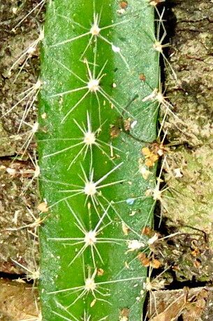 Selenicereus ocamponis — search result for 'Selenicereus'