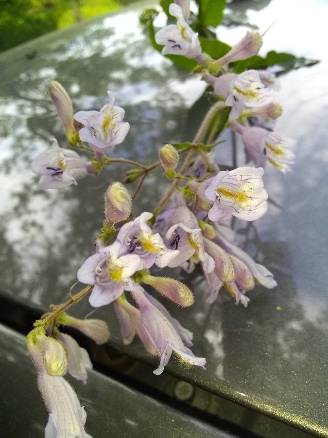 Penstemon laxiflorus — search result for 'Penstemon'