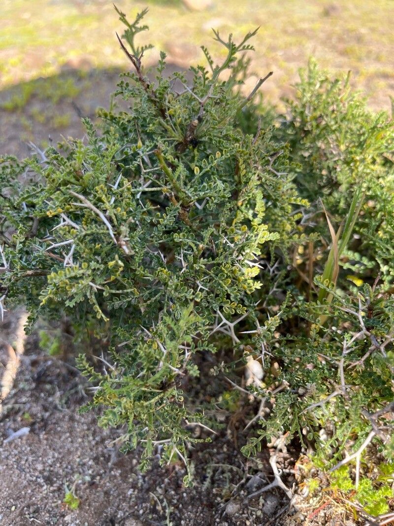 Adesmia schickendanzii — houseplant care guide