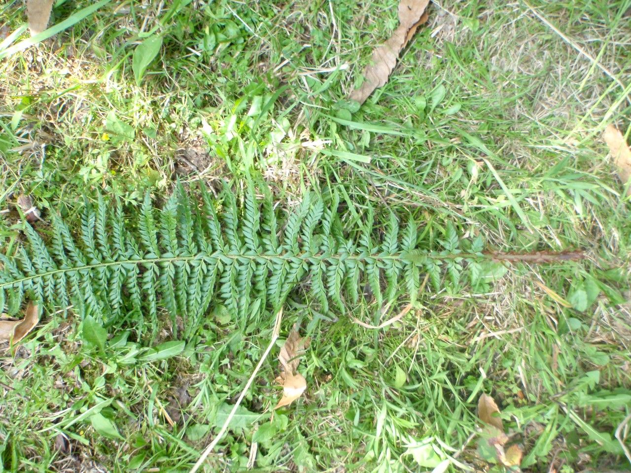 Polystichum x bicknellii habit