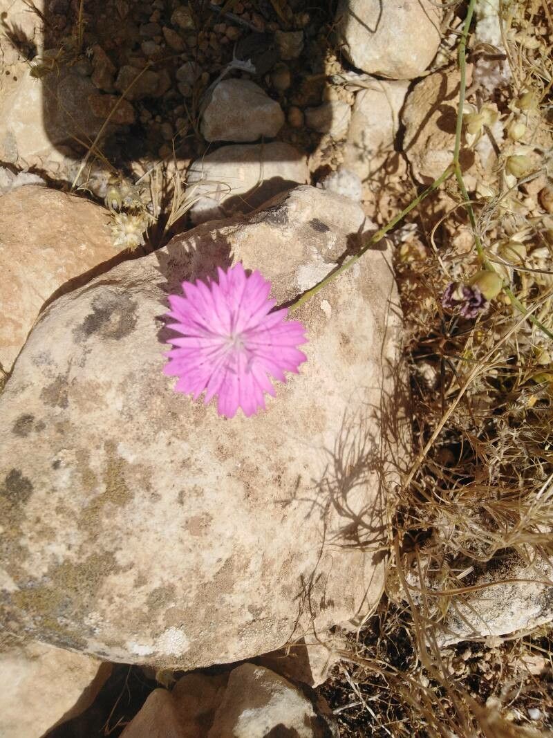 Dianthus tripunctatus other