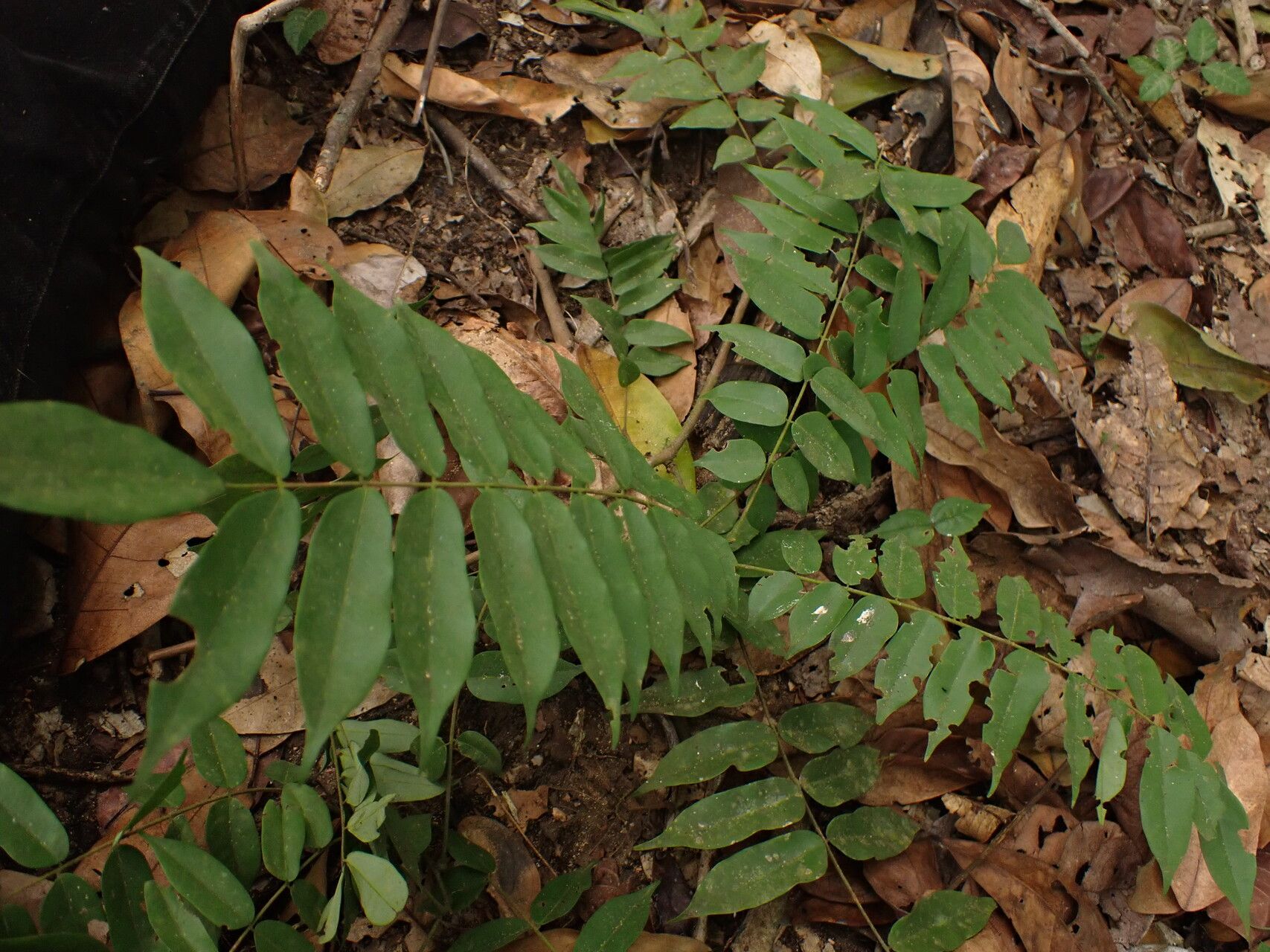 Rourea parviflora — houseplant care guide