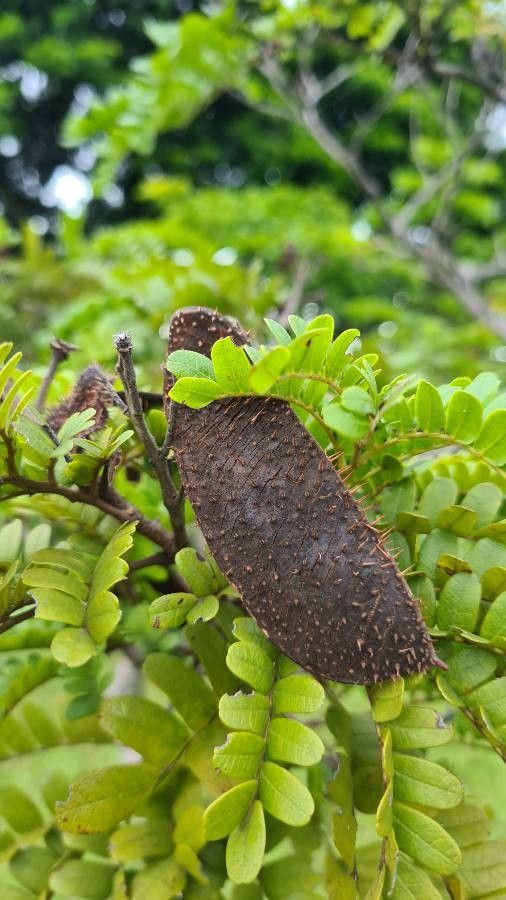 Caesalpinia echinata fruit