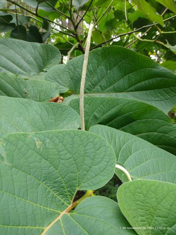 Piper auritum flower