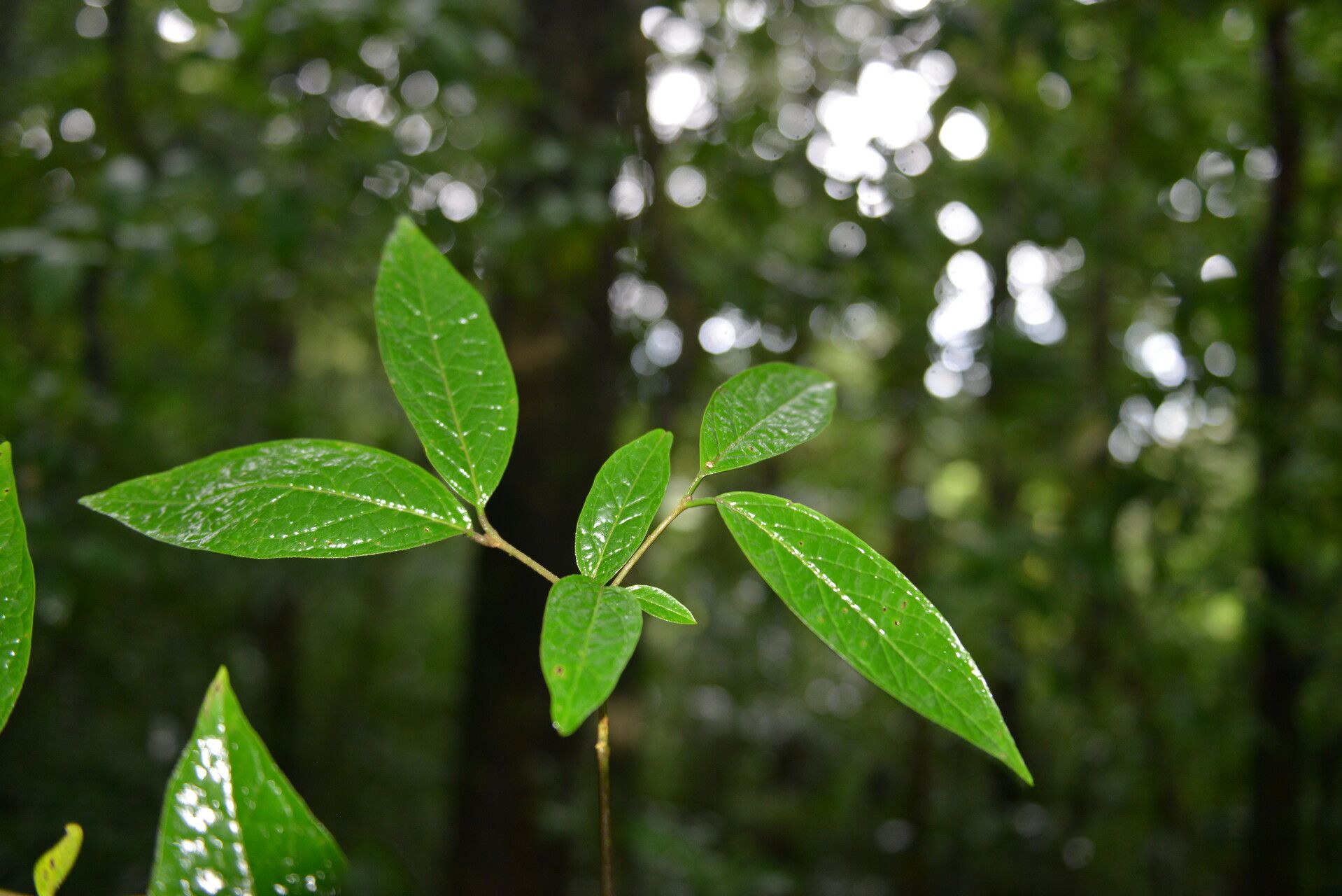 Bunchosia volcanica — search result for 'Bunchosia'