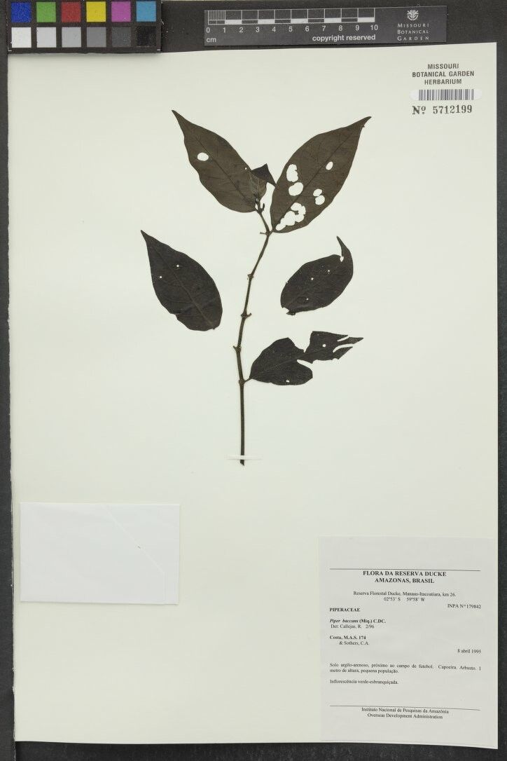 Piper baccans — houseplant care guide