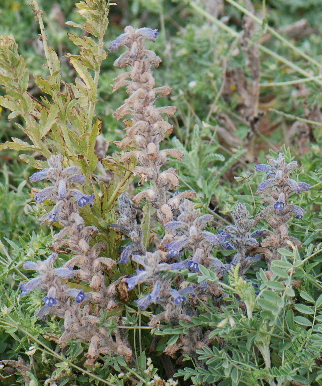 Orobanche ramosa other