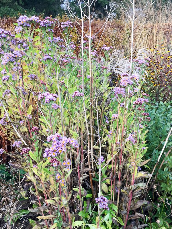 Aster tataricus habit