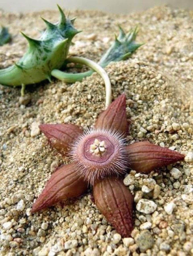 Duvalia sulcata flower
