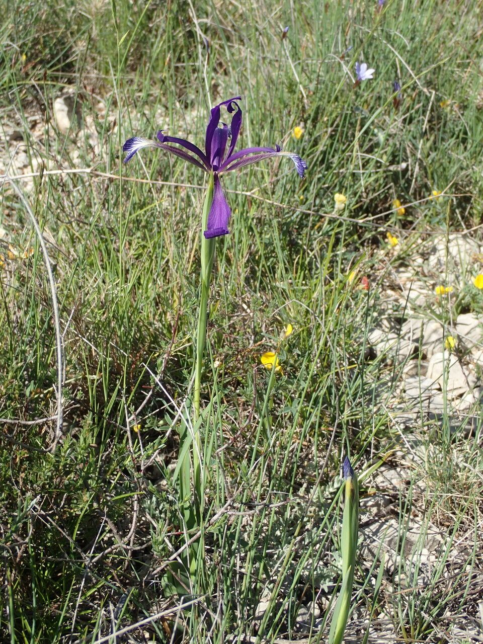 Iris reichenbachiana habit