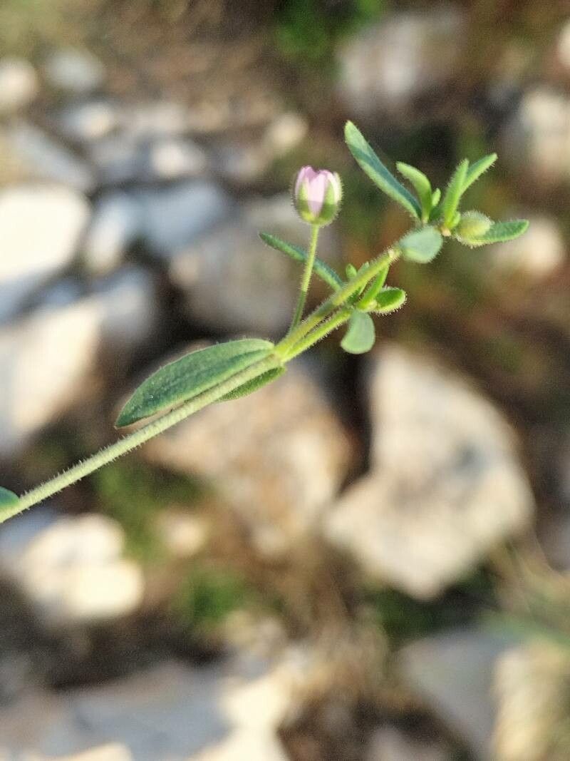 Rhodalsine geniculata leaf