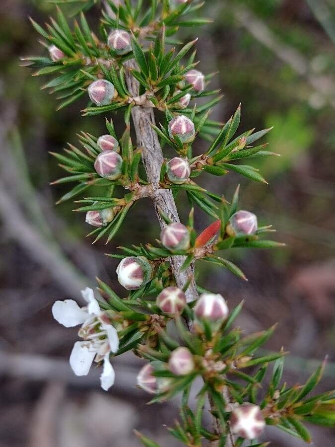 Leptospermum arachnoides flower