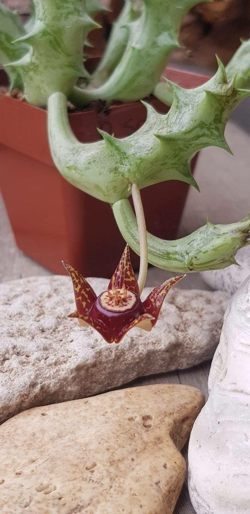 Duvalia somalensis — houseplant care guide