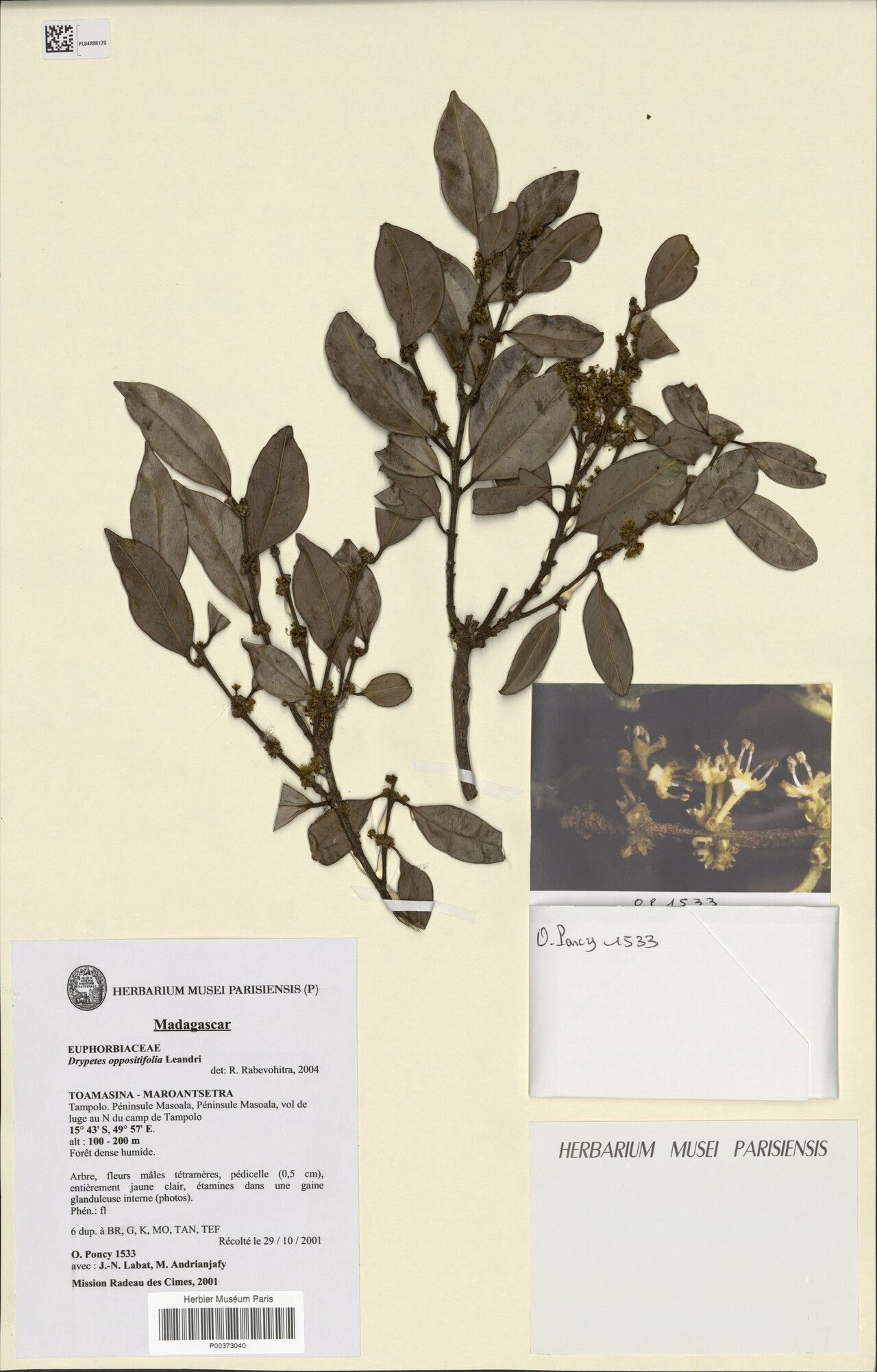 Drypetes oppositifolia — houseplant care guide