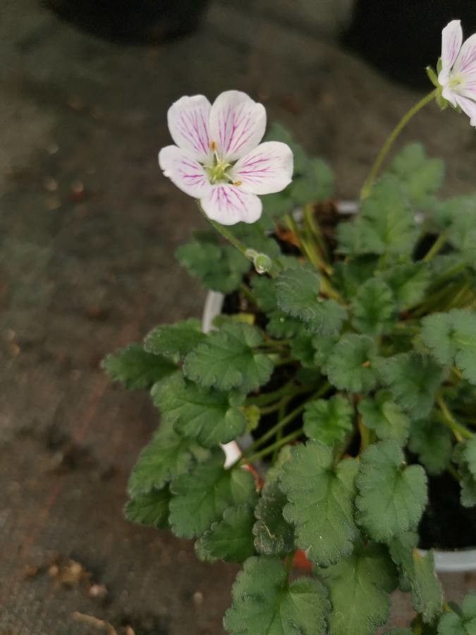 Erodium corsicum flower