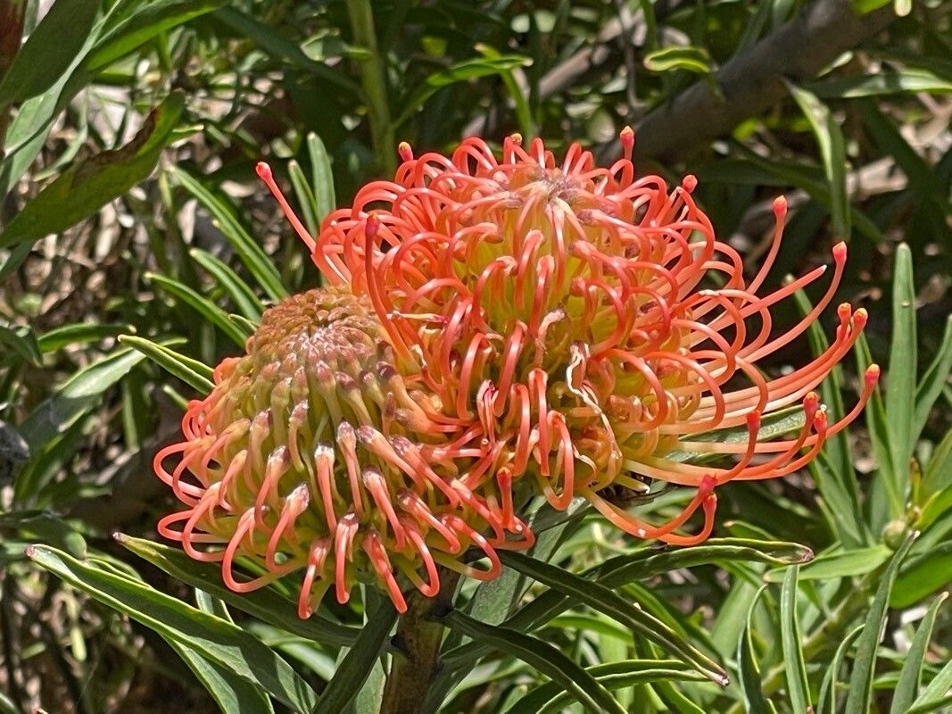 Leucospermum lineare — search result for 'Proteaceae'