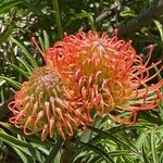 Leucospermum lineare