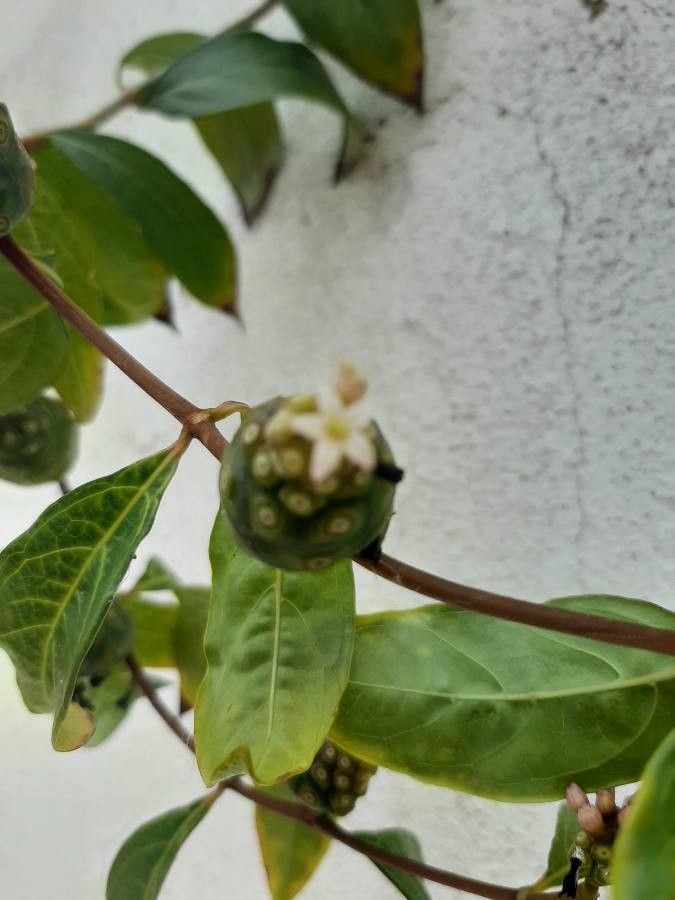 Morinda royoc flower