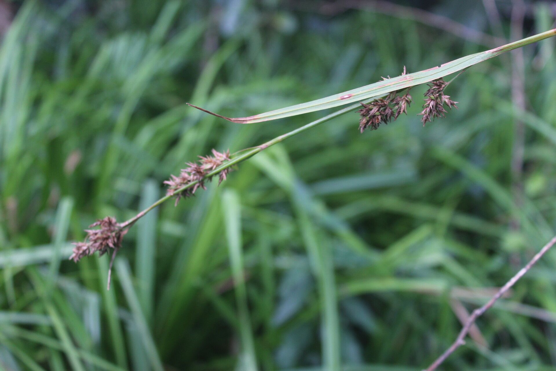Carex steudneri flower