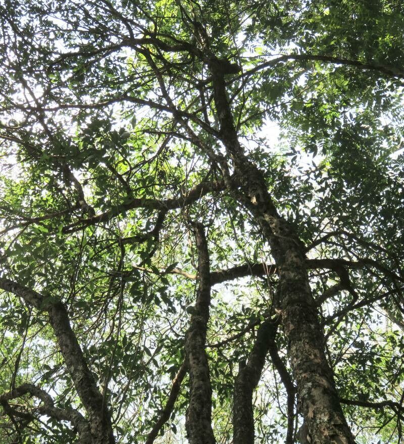 Aralia warmingiana habit