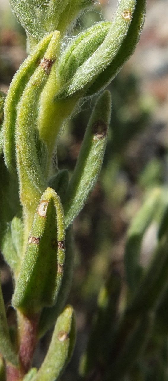 Senecio rufescens — houseplant care guide