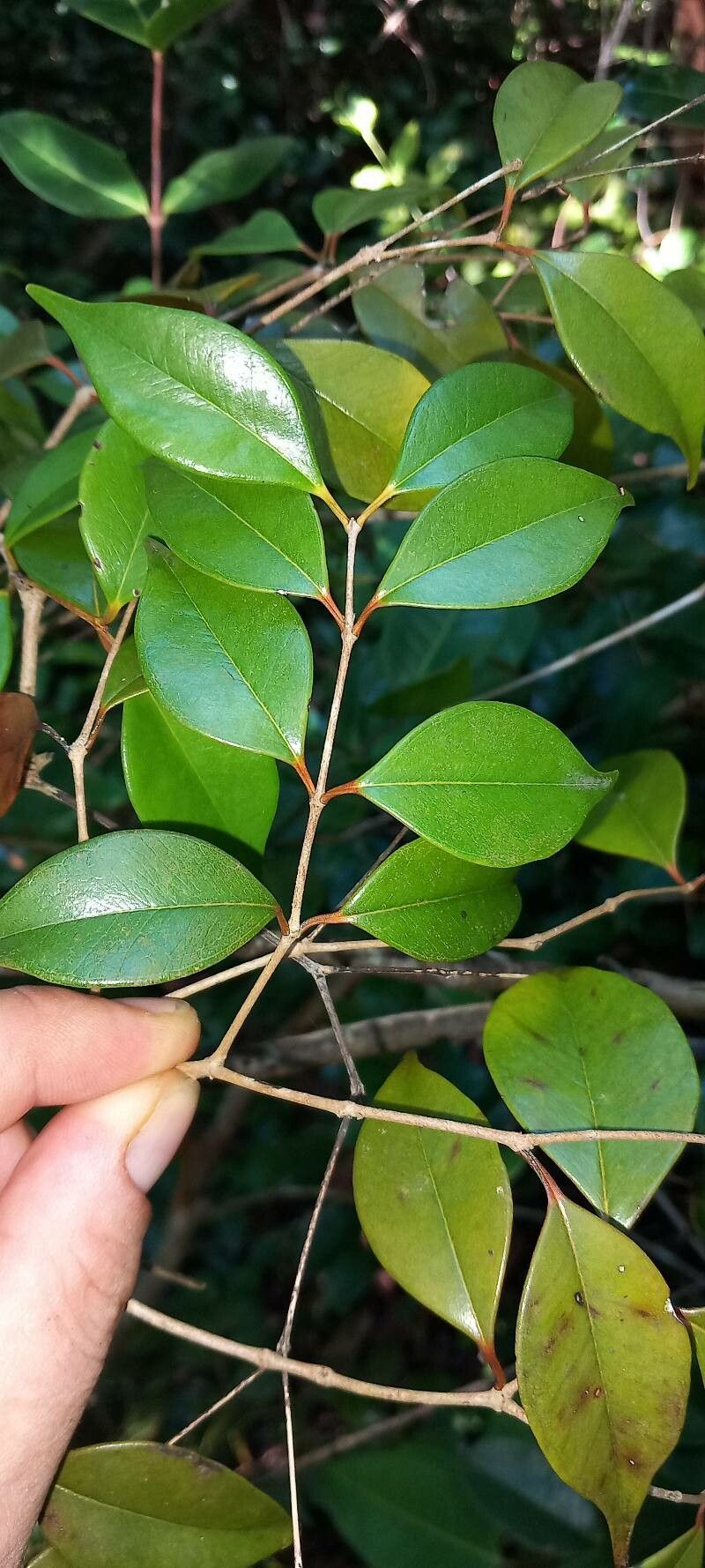 Eugenia confusa — houseplant care guide