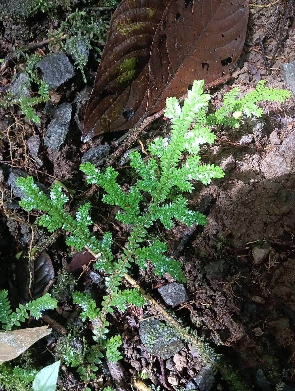 Selaginella arthritica leaf