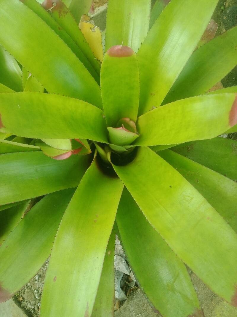 Guzmania plumieri — search result for 'Guzmania'