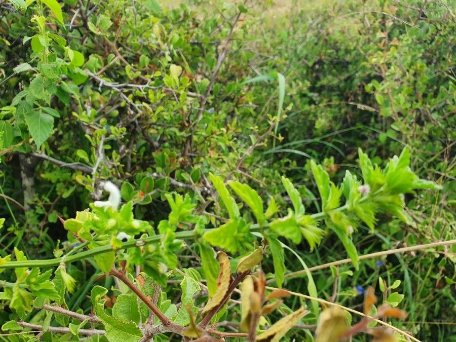 Leucas glabrata leaf