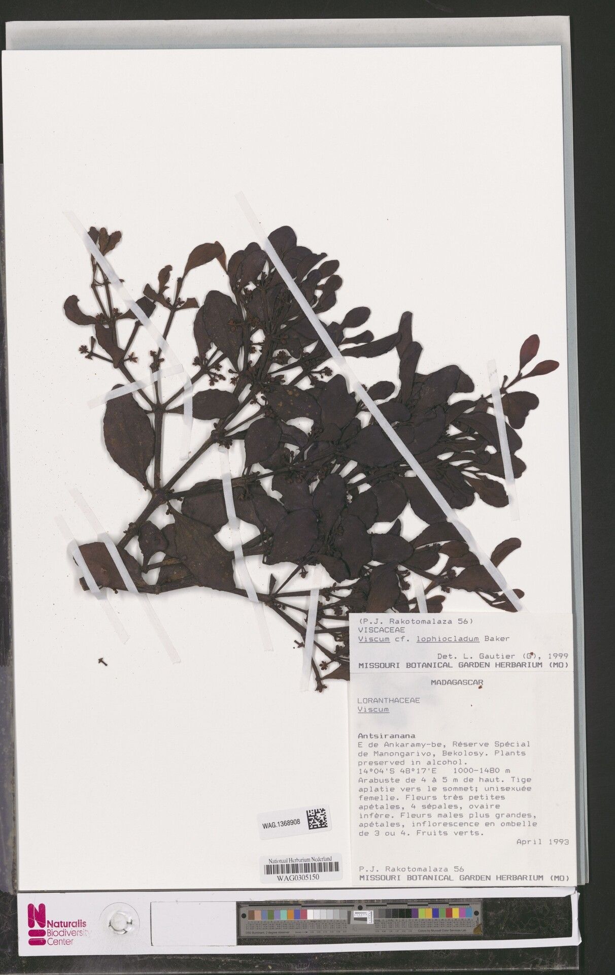 Viscum lophiocladum — houseplant care guide