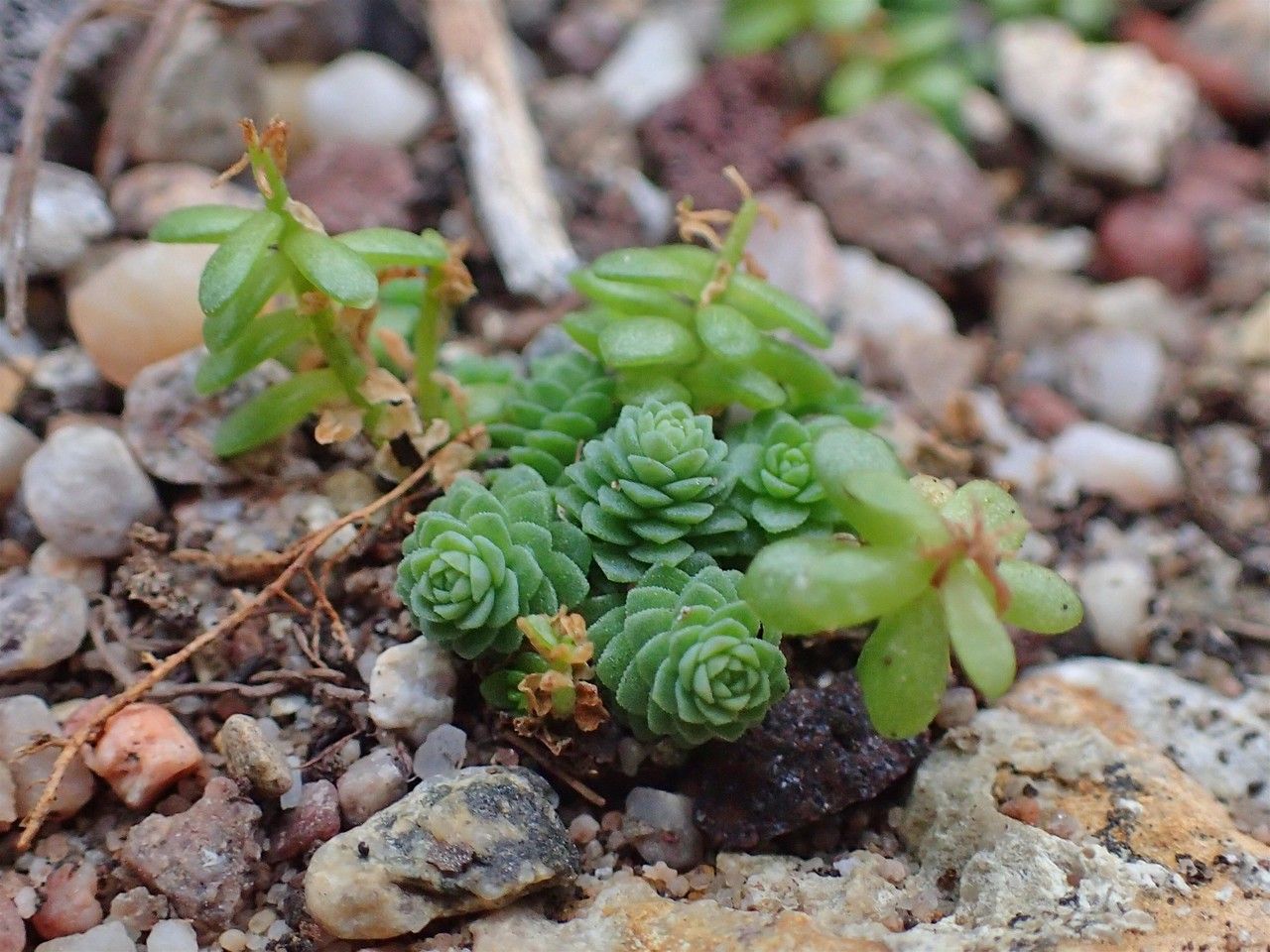 Sedum greggii habit