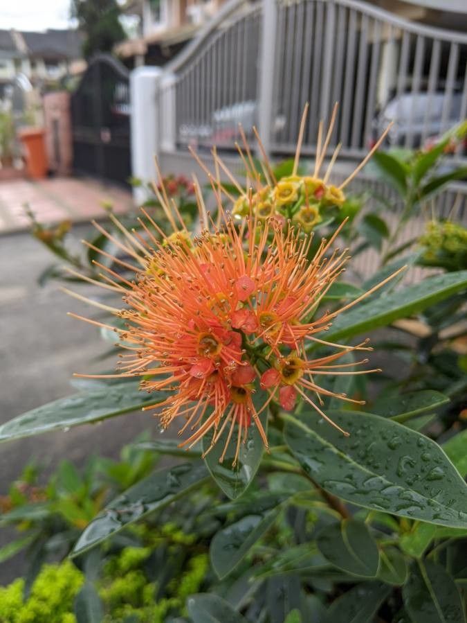 Metrosideros nitida flower