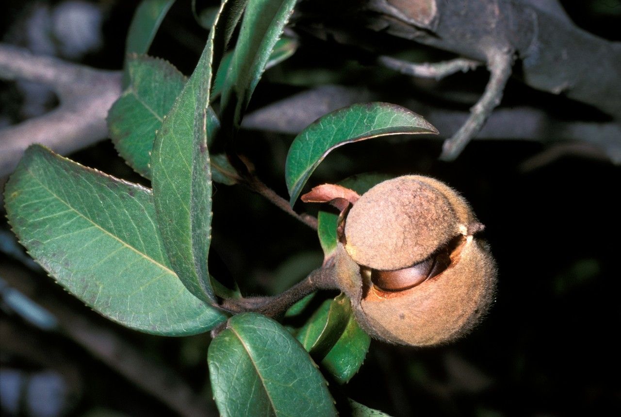 Pyrenaria spectabilis — related species from the same genus