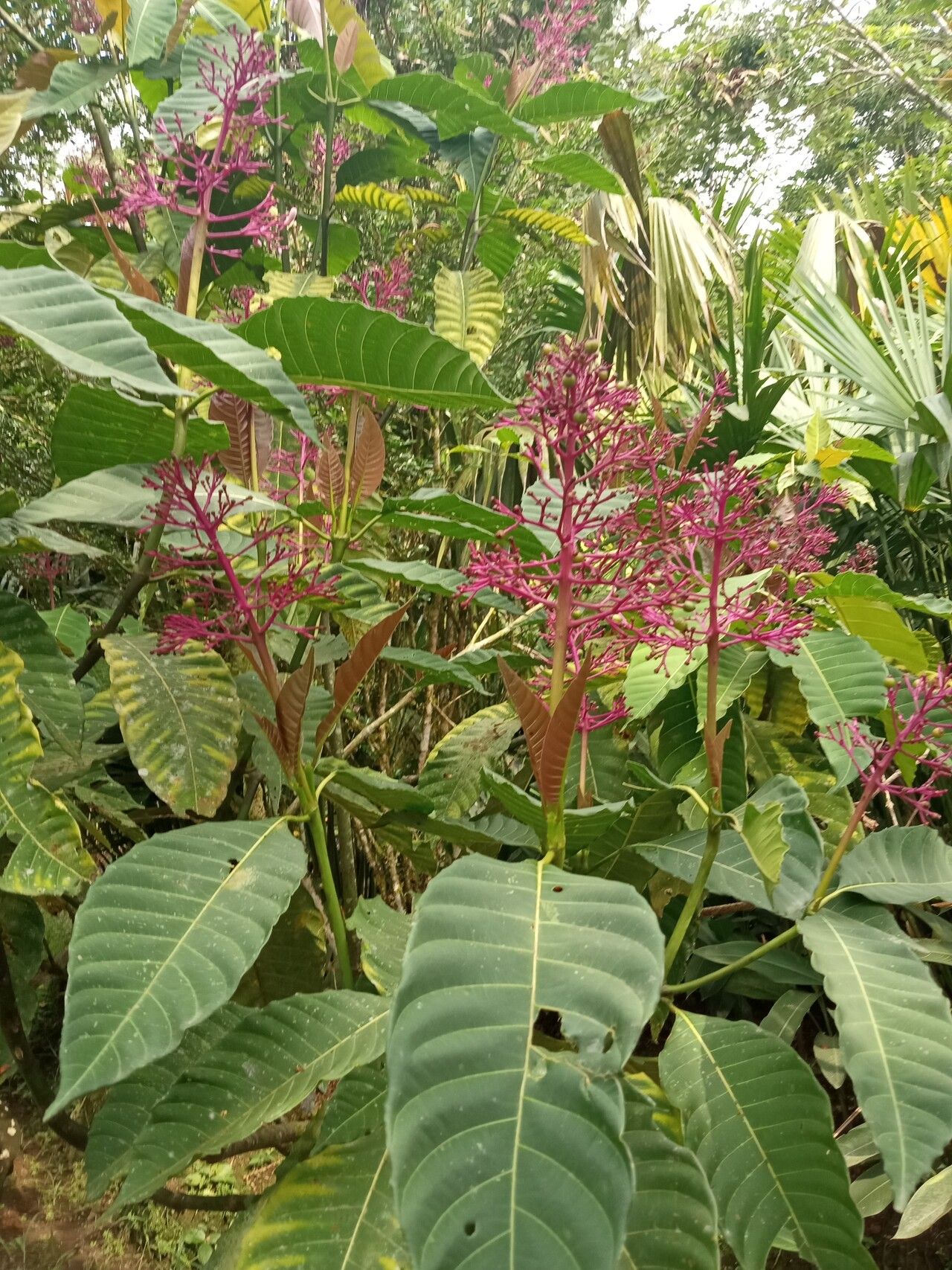 Palicourea lasiantha flower
