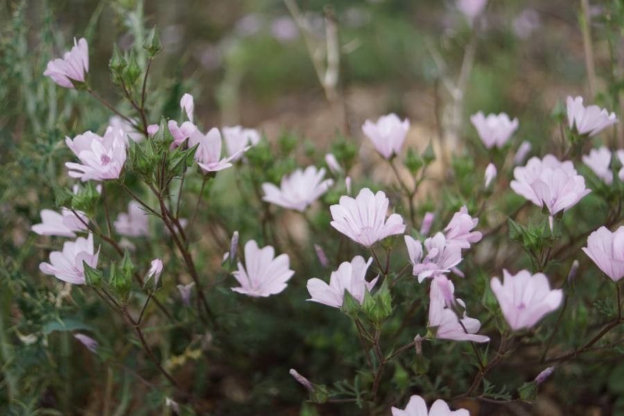 Malva aegyptia flower