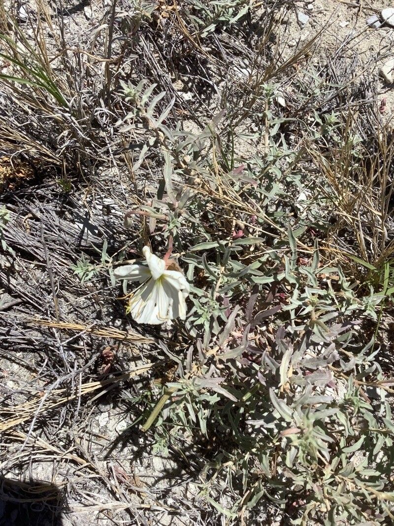 Oenothera pallida flower