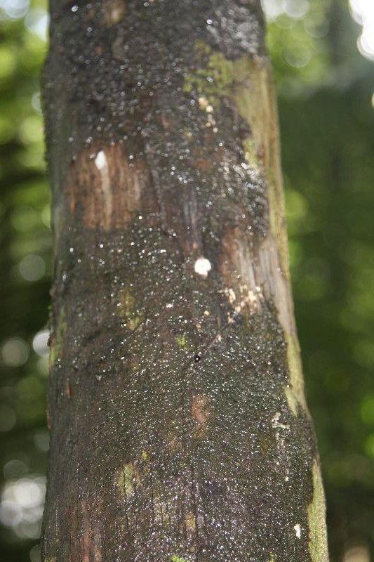 Aspidosperma cruentum bark