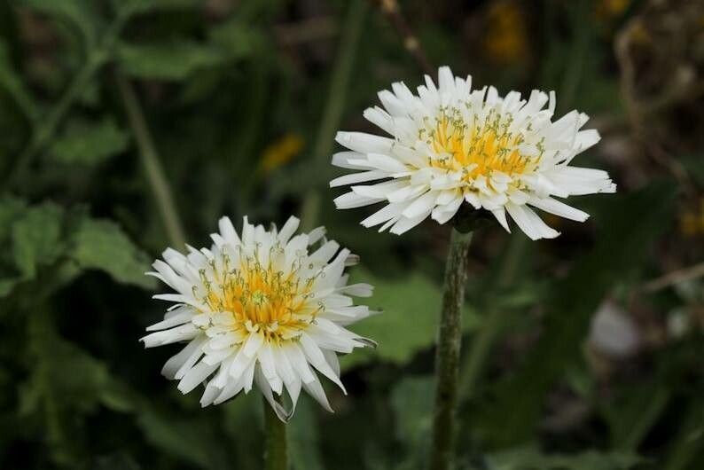 Taraxacum leucoglossum flower