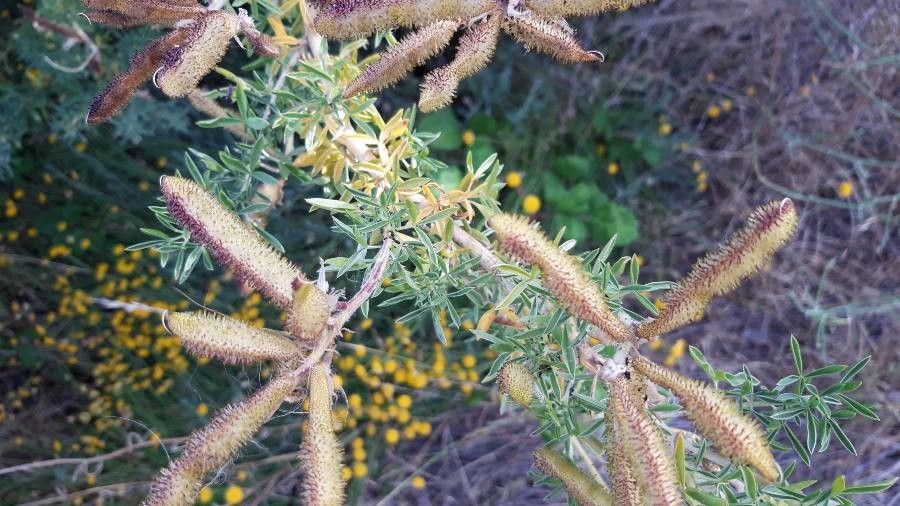 Lupinus arboreus fruit