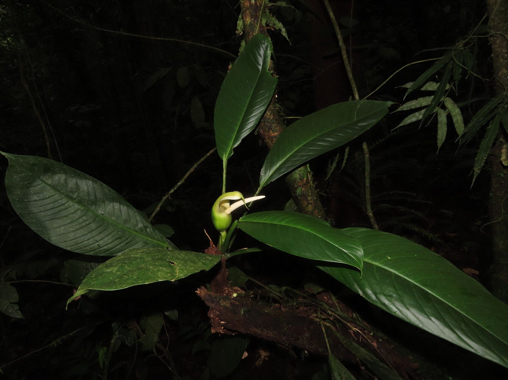 Philodendron rhodoaxis — houseplant care guide